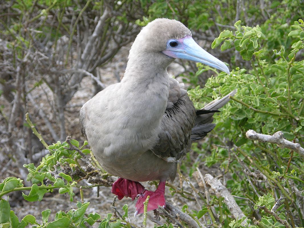 Galapagos 7-2-05 Genovesa Darwin Bay Red-footed Booby